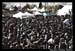 ExtremeThing2009TheCrowd_050