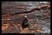 RedRockPantyWallByFredMorledge_008