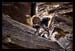 RedRockRaggedEdgesByPhotoFM_005