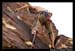 RedRockRaggedEdgesByPhotoFM_015