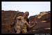 RedRockRaggedEdgesByPhotoFM_017
