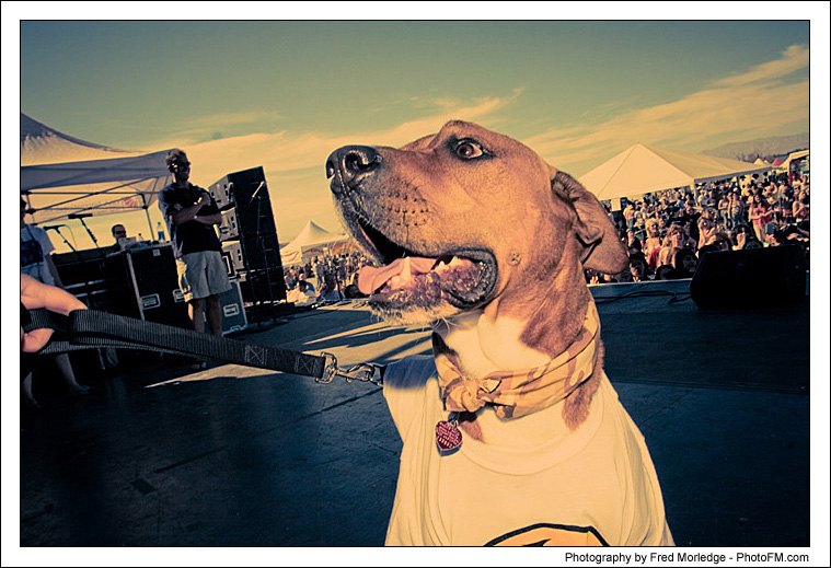 Pet-A-Palooza 2007 - Dog Contests - 015