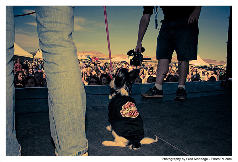 Pet-A-Palooza 2007 - Dog Contests - 019