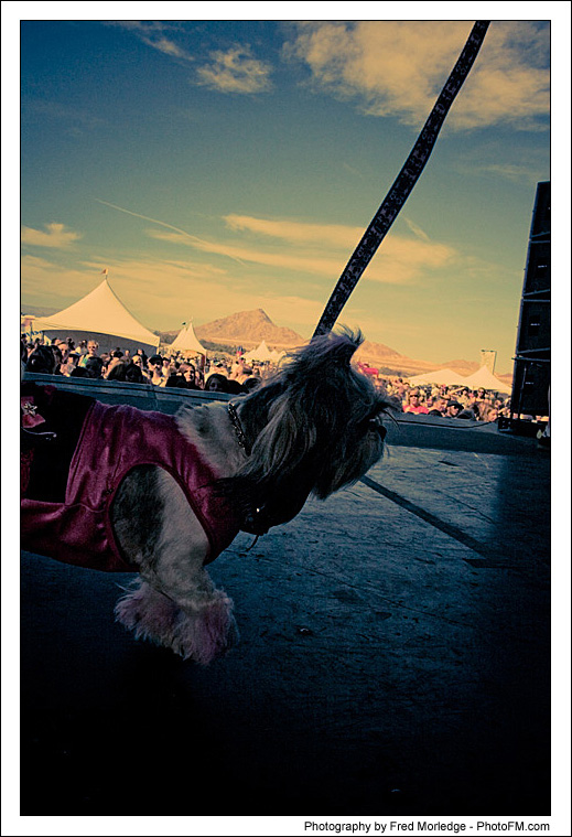 Pet-A-Palooza 2007 - Dog Contests - 029