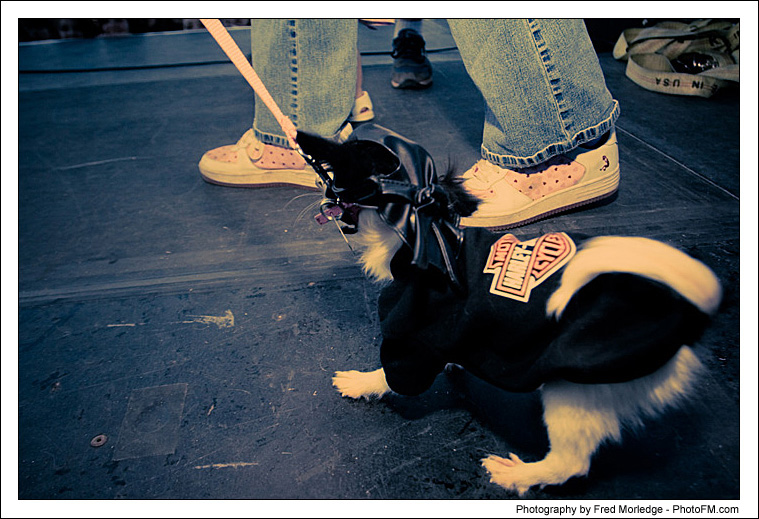 Pet-A-Palooza 2007 - Dog Contests - 040