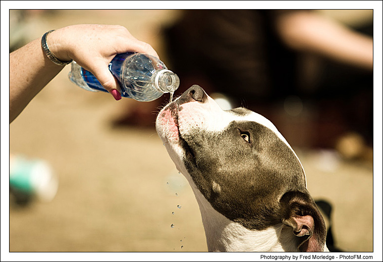 Pet-A-Palooza 2007 - Pooch Faces - 001