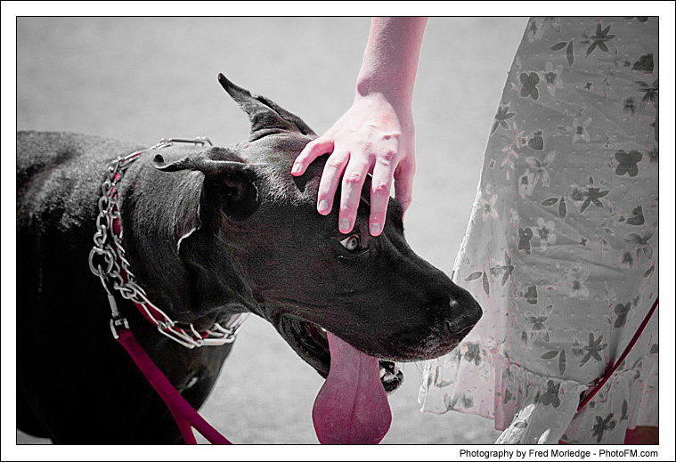 Pet-A-Palooza 2007 - Pooch Faces - 002