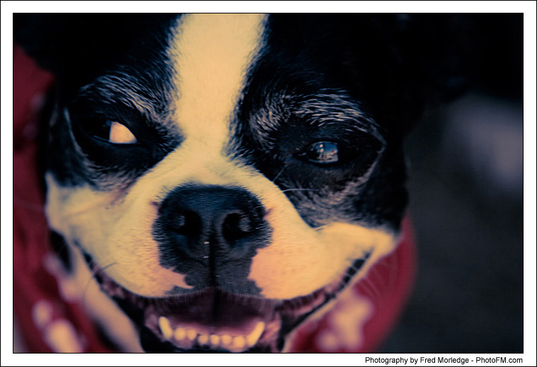 Pet-A-Palooza 2007 - Pooch Faces - 003