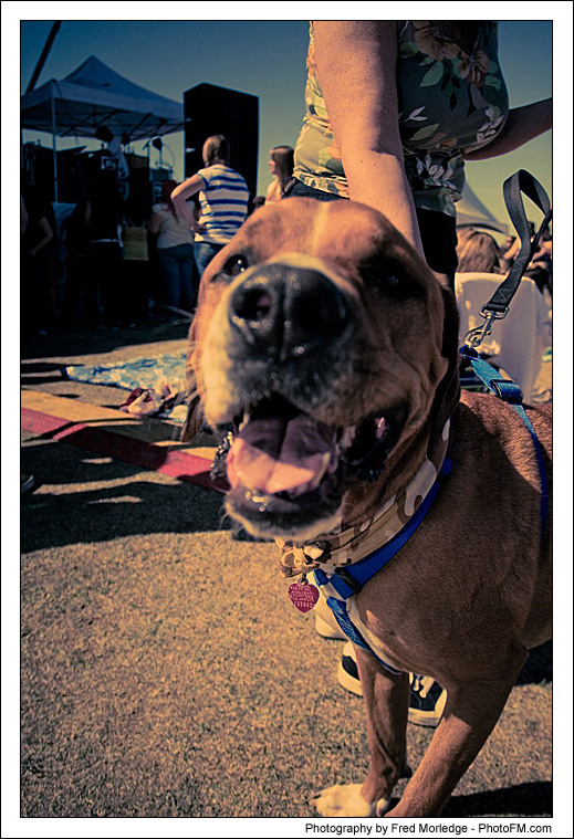 Pet-A-Palooza 2007 - Pooch Faces - 004