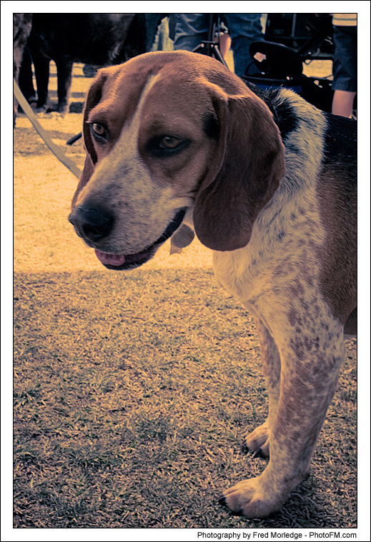 Pet-A-Palooza 2007 - Pooch Faces - 005