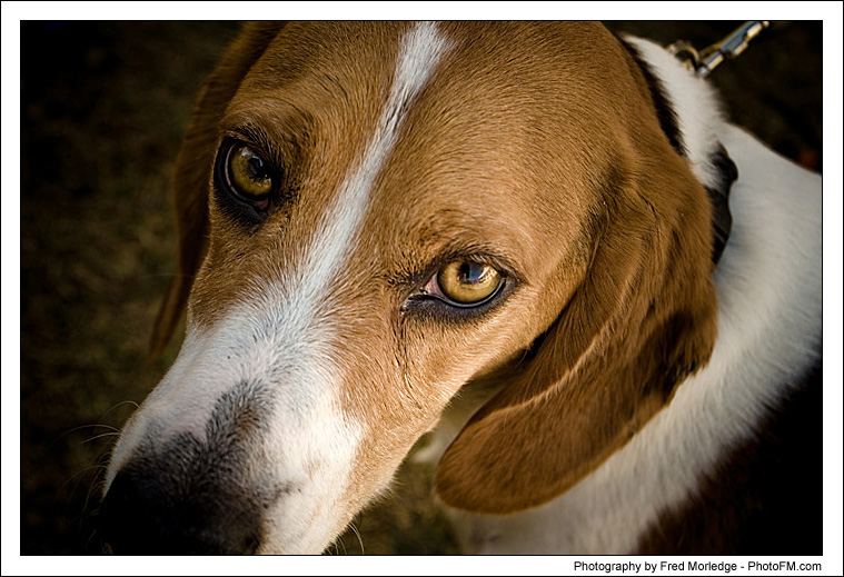 Pet-A-Palooza 2007 - Pooch Faces - 006