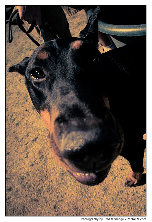 Pet-A-Palooza 2007 - Pooch Faces - 007