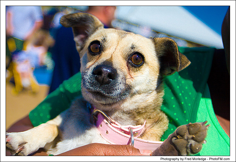 Pet-A-Palooza 2007 - Pooch Faces - 008