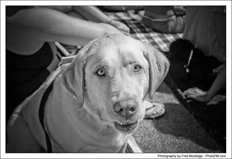 Pet-A-Palooza 2007 - Pooch Faces - 009