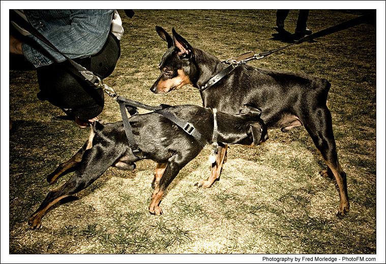Pet-A-Palooza 2007 - Pooch Faces - 010