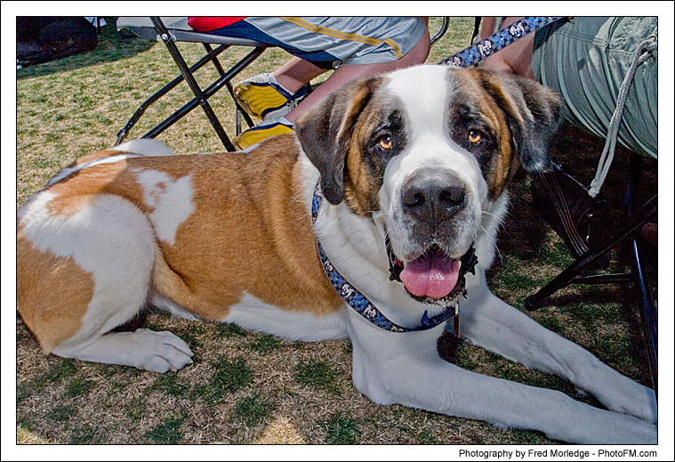 Pet-A-Palooza 2007 - Pooch Faces - 011