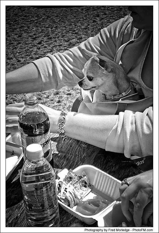 Pet-A-Palooza 2007 - Pooch Faces - 012