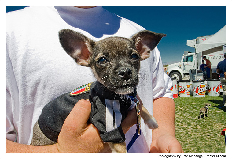 Pet-A-Palooza 2007 - Pooch Faces - 013
