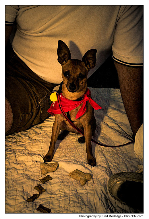 Pet-A-Palooza 2007 - Pooch Faces - 015