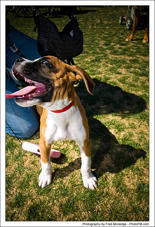 Pet-A-Palooza 2007 - Pooch Faces - 017