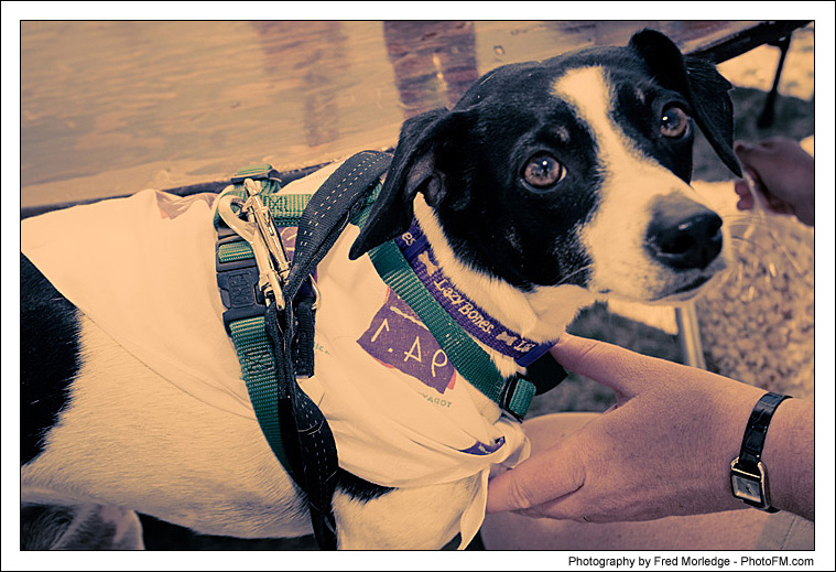 Pet-A-Palooza 2007 - Pooch Faces - 018