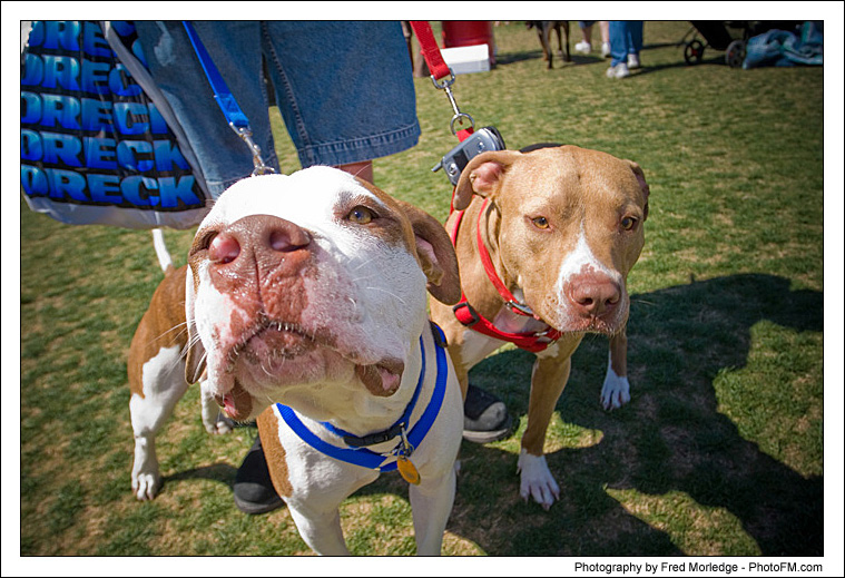 Pet-A-Palooza 2007 - Pooch Faces - 019