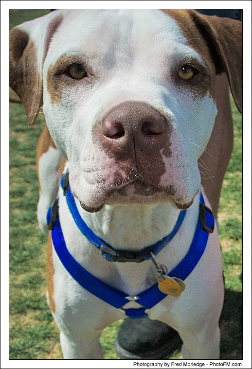 Pet-A-Palooza 2007 - Pooch Faces - 020