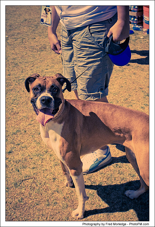 Pet-A-Palooza 2007 - Pooch Faces - 022