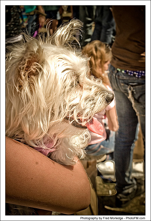 Pet-A-Palooza 2007 - Pooch Faces - 023