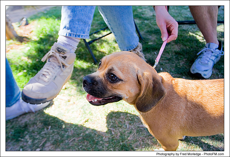 Pet-A-Palooza 2007 - Pooch Faces - 024