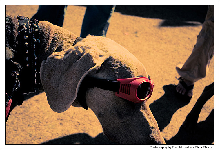 Pet-A-Palooza 2007 - Pooch Faces - 027