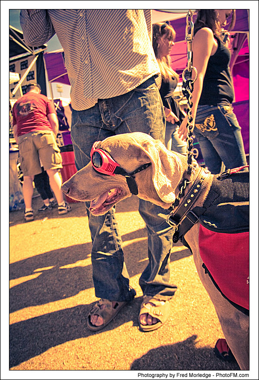 Pet-A-Palooza 2007 - Pooch Faces - 029