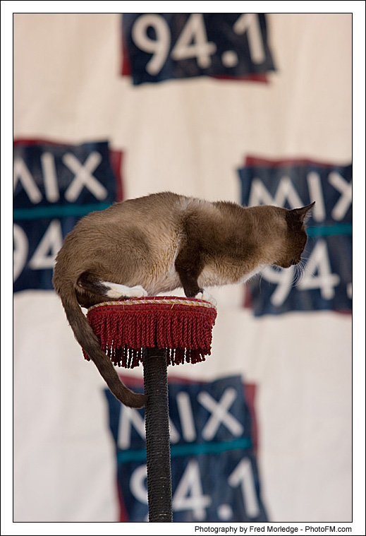 Pet-A-Palooza 2007 - Popovich  Comedy Pet Theater - 020