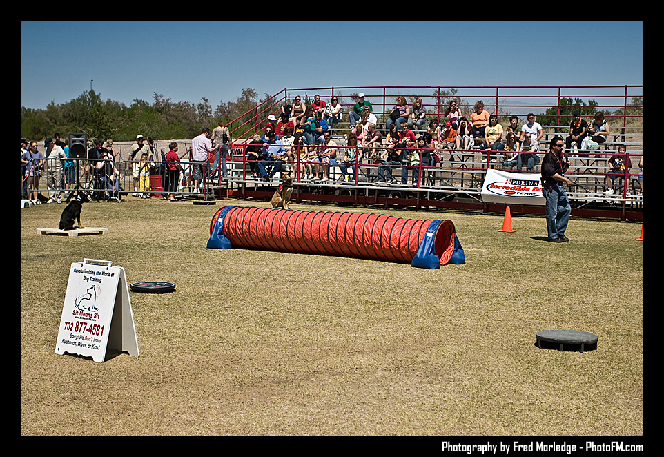 Petapalooza2008DogShowArena_007