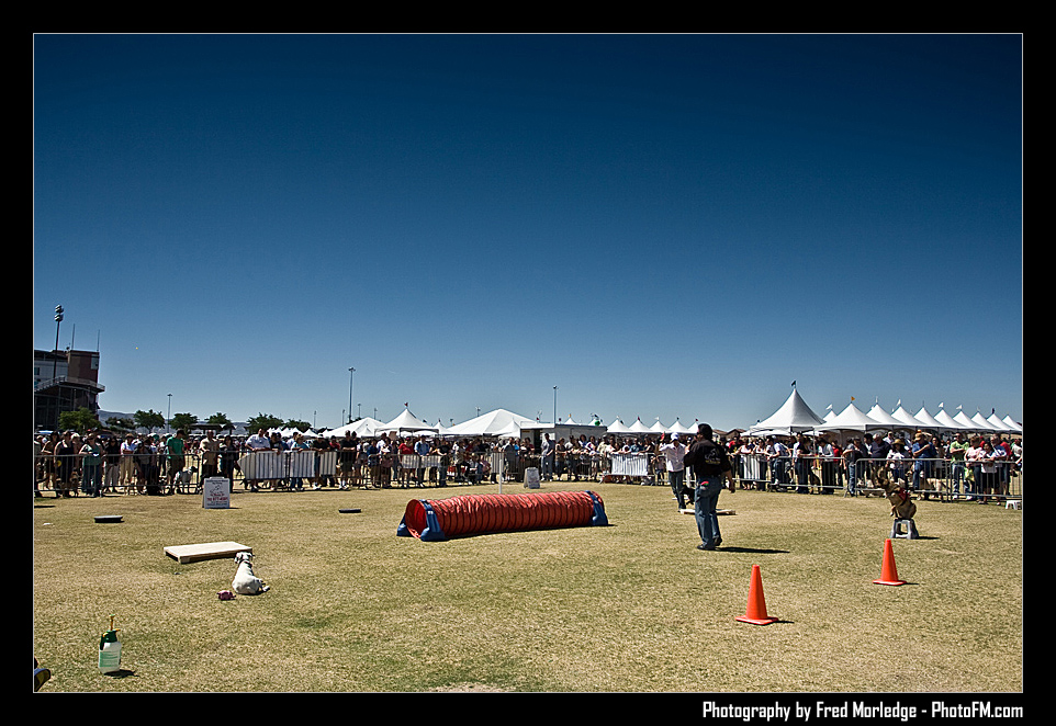 Petapalooza2008DogShowArena_009