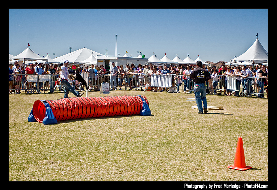 Petapalooza2008DogShowArena_010