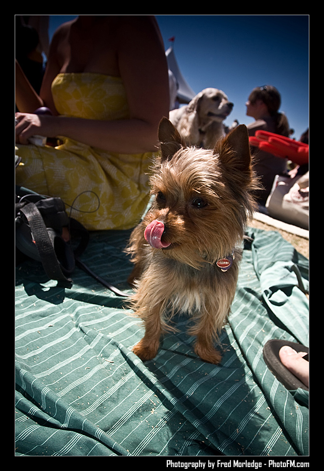Petapalooza2008GavinDegraw_012