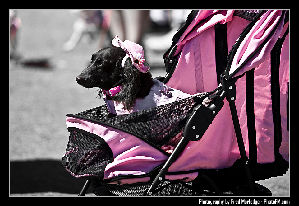Petapalooza2008Pets_002