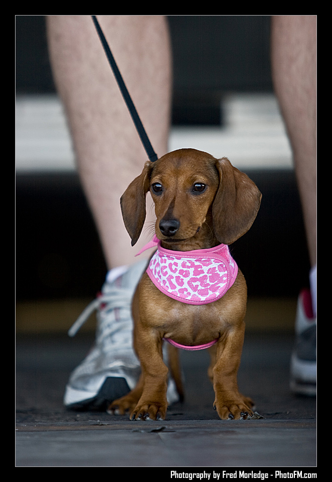 Petapalooza2008Pets_005