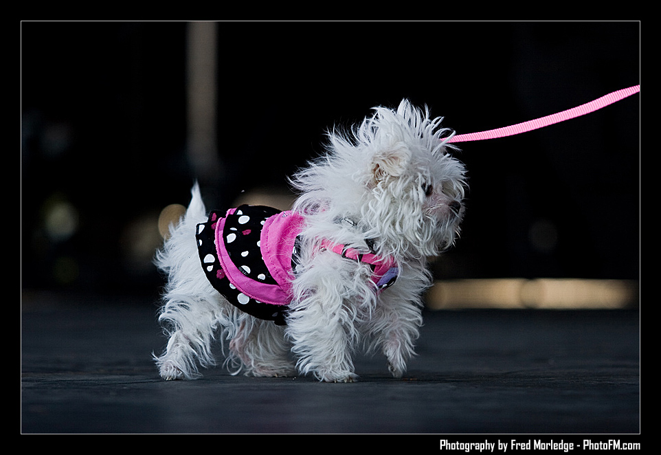 Petapalooza2008Pets_008