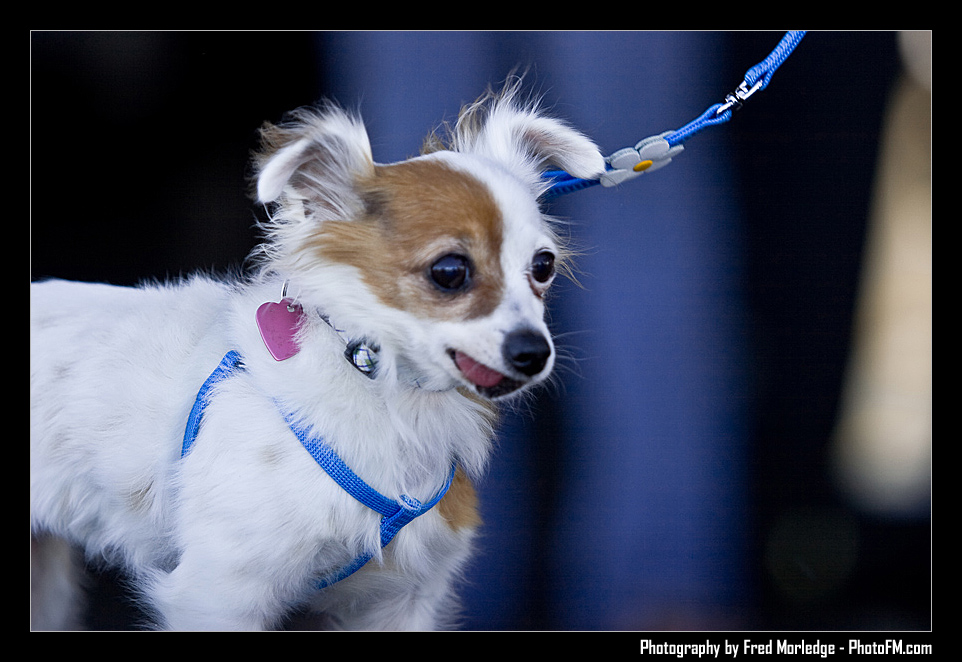 Petapalooza2008Pets_011