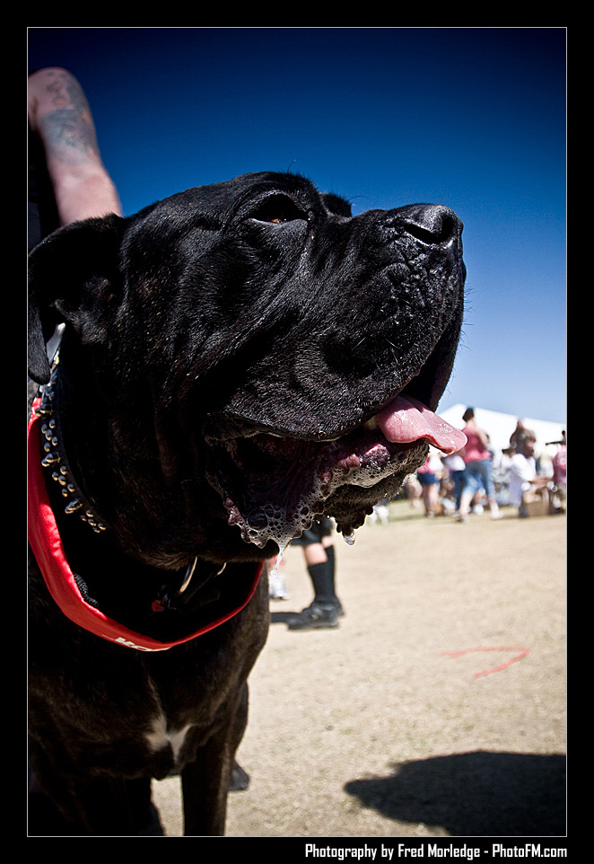Petapalooza2008Pets_015