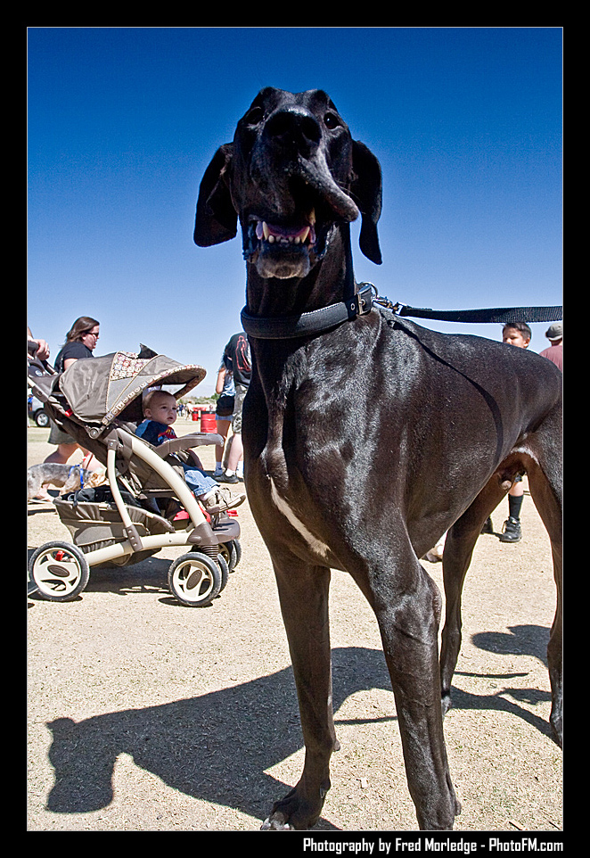 Petapalooza2008Pets_016