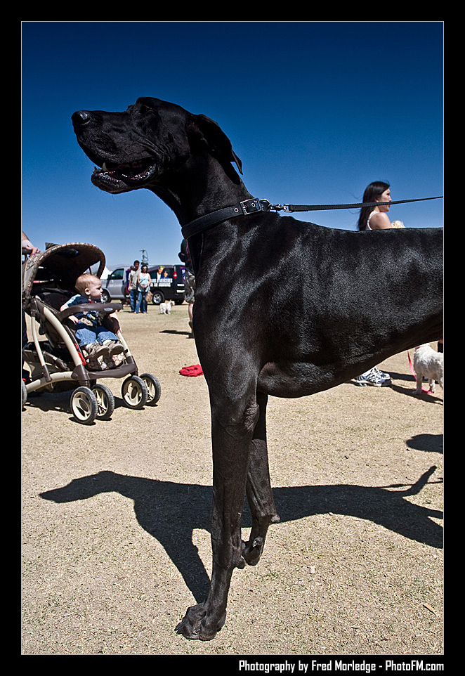Petapalooza2008Pets_017