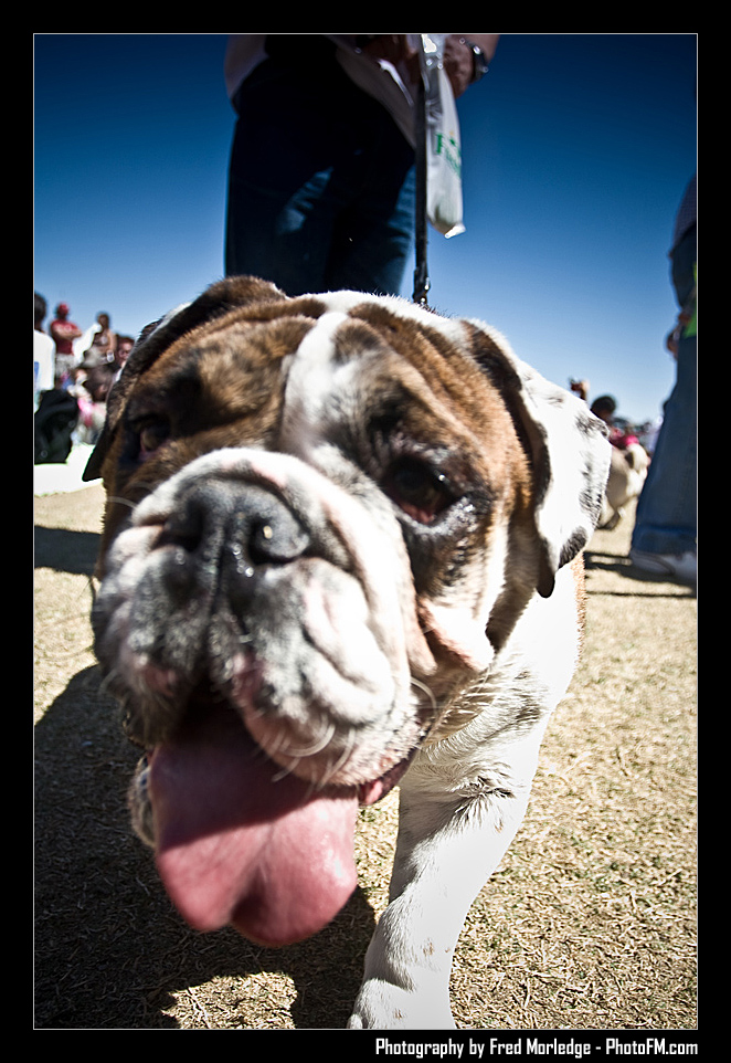 Petapalooza2008Pets_018