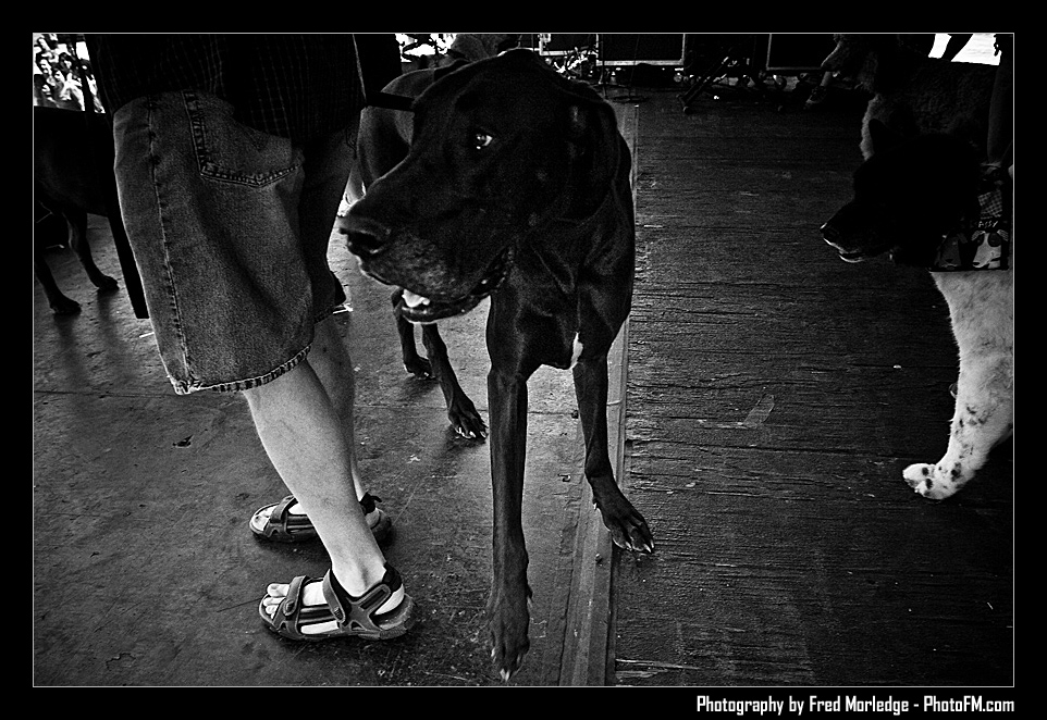 Petapalooza2008Pets_027