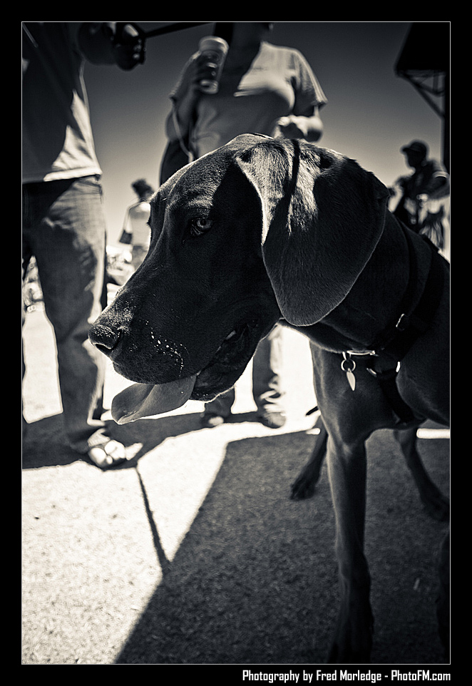 Petapalooza2008Pets_029