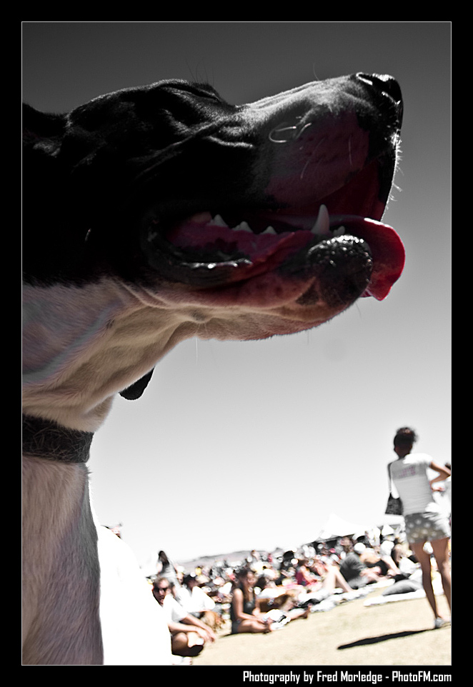 Petapalooza2008Pets_030