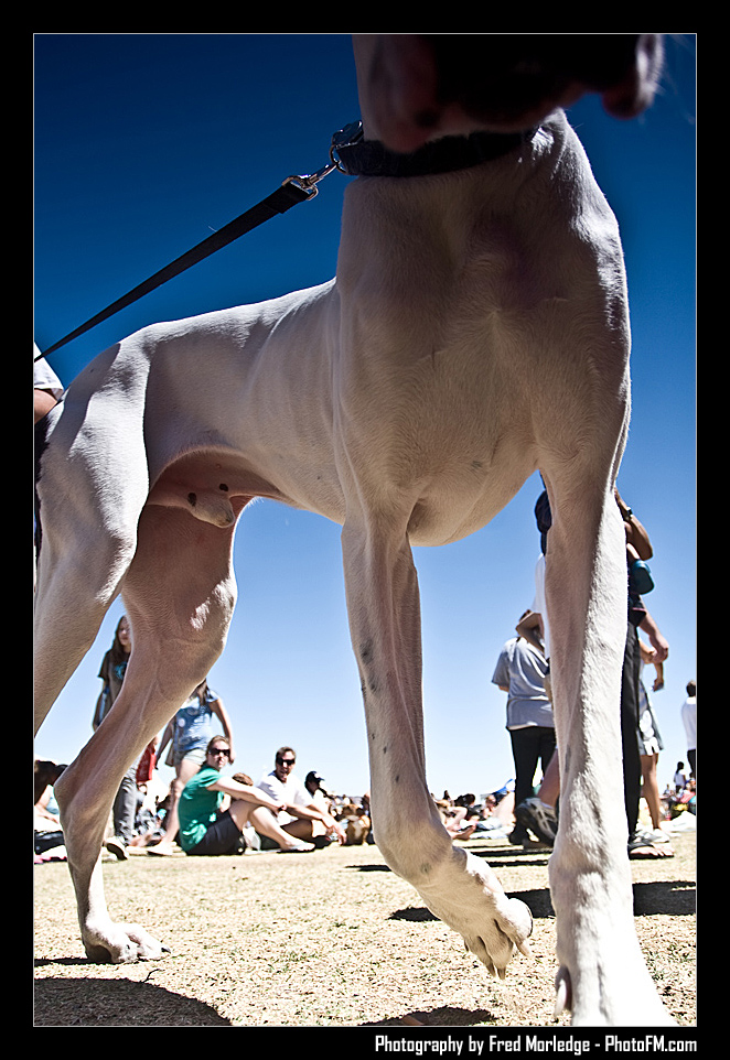 Petapalooza2008Pets_031