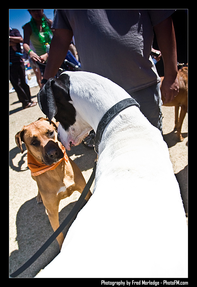 Petapalooza2008Pets_033